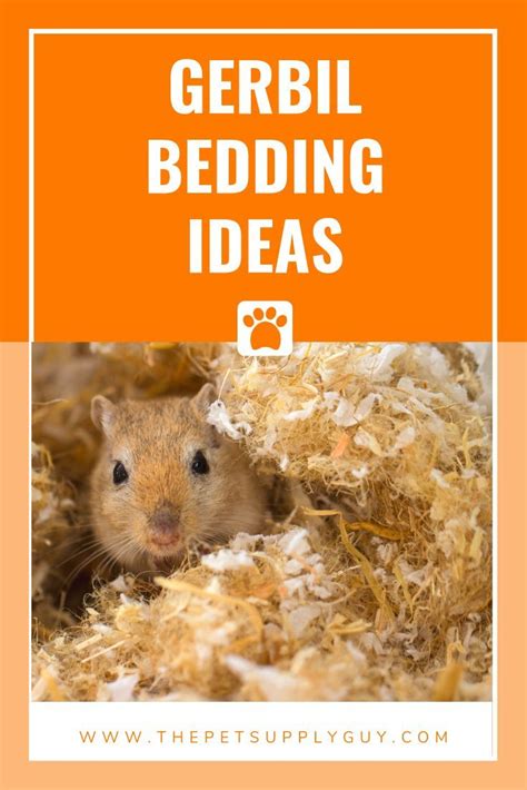 Gerbil Bedding | Gerbil, Small pets, Pet supplies