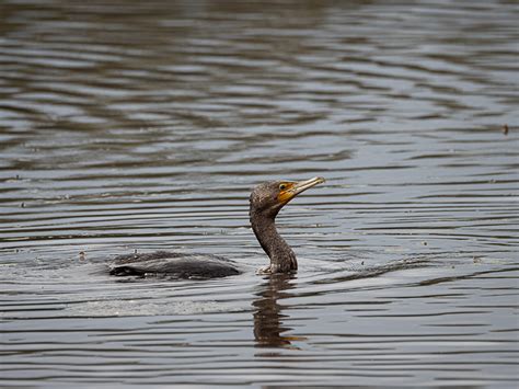 Water birds on Behance