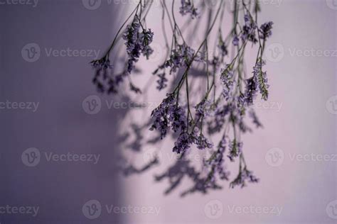 Purple lavender flowers on a purple background. 25690517 Stock Photo at ...