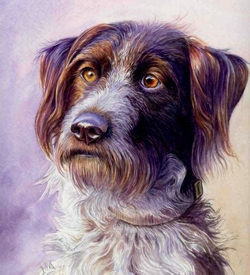 Drahthaar Dog portrait, watercolor art tutorial