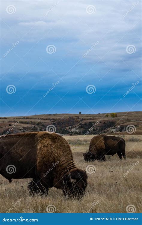 Bison of Theodore Roosevelt National Park Stock Photo - Image of conservation, natural: 128721618