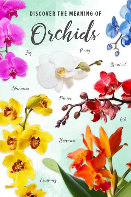 THE MEANING BEHIND DIFFERENT COLOR ORCHIDS - Allan's Flowers & More