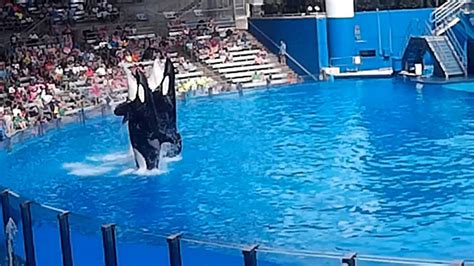 Seaworld | Orca Show | Florida | Orlando - YouTube