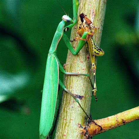 Are There Praying Mantises in South Dakota?