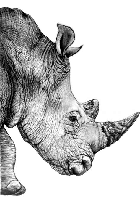 Rhino Line Drawing | Free download on ClipArtMag