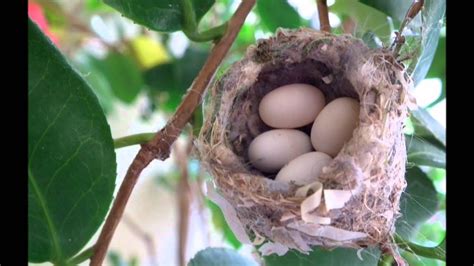 FOUR HUMMINGBIRD EGGS IN NEST.wmv - YouTube