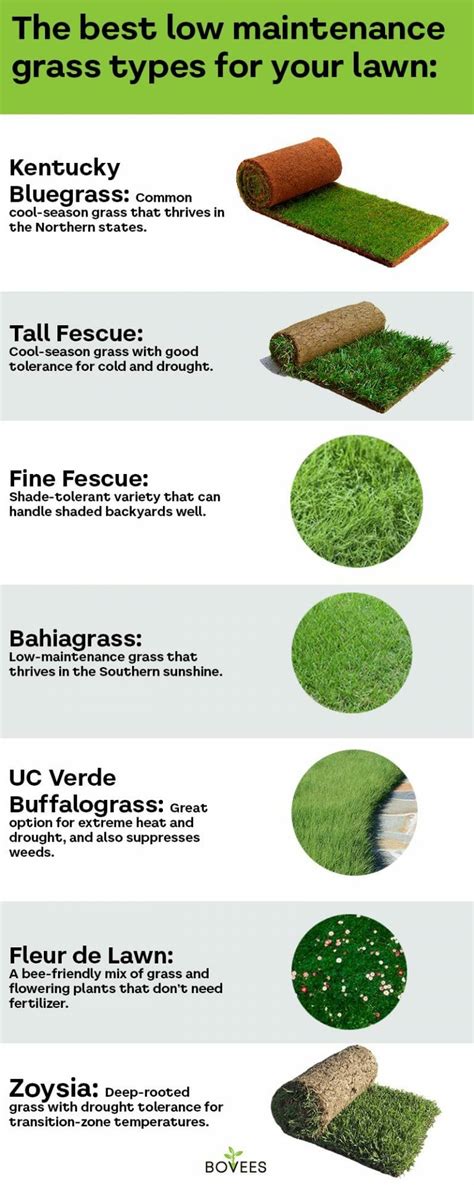 Low-Maintenance Grass Types: The Easiest Lawn For Busy Families