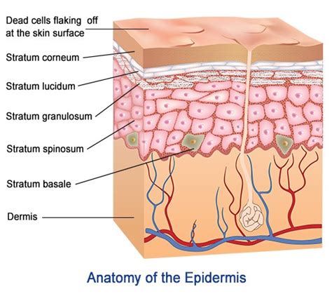 Skin and Body Membranes - Anatomy and Physiology