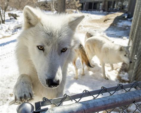 Arctic wolves in Minnesota adjusting to new pack | MPR News