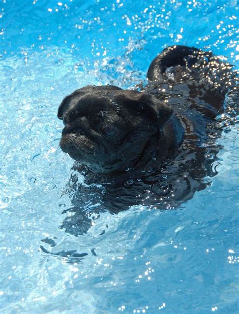 Cute little swimming pug! #petsinpools #puglife | Black pug puppies, Pug puppies, Baby pugs