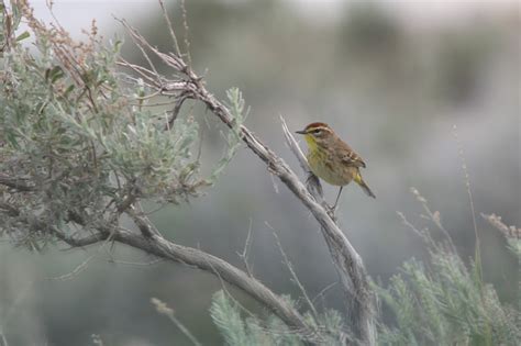 Utah Bird Records Committee - Sighting Record