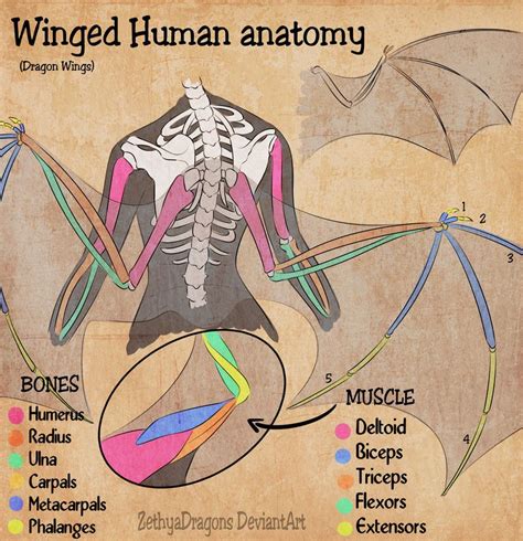 Winged Human Anatomy by Zethya | Wings drawing, Wing anatomy, Drawing tips