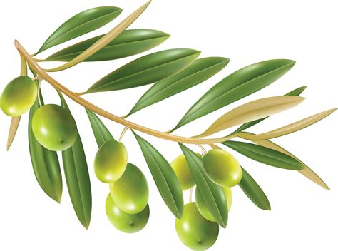 Olive oil Clip art - Olive PNG png download - 3504*2606 - Free Transparent Olive png Download ...