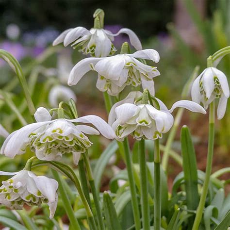 Snowdrops (Double Flowered) - pack of 25 in t | YouGarden