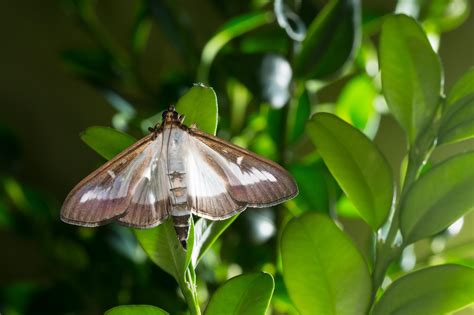 How to get rid of box moth caterpillars - Country Life