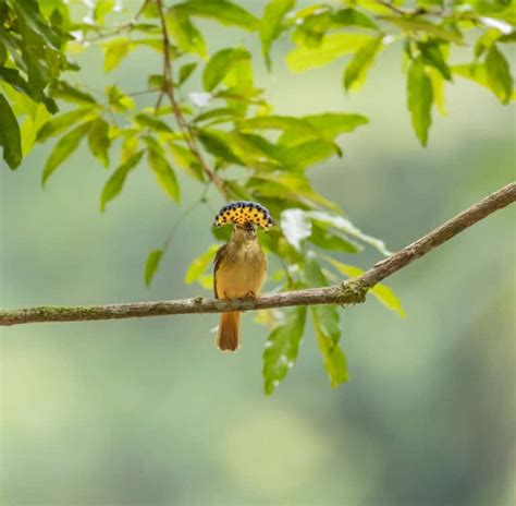 Amazonian Royal Flycatcher - A-Z Animals