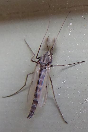 non-biting midges Chironomidae - BugGuide.Net