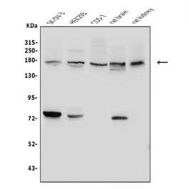 Collagen I/COL1A1 Antibody PA2140-1