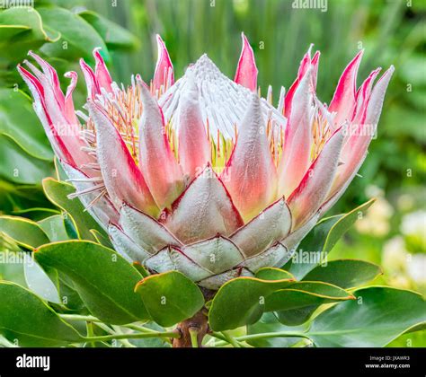 Fynbos protea hi-res stock photography and images - Alamy