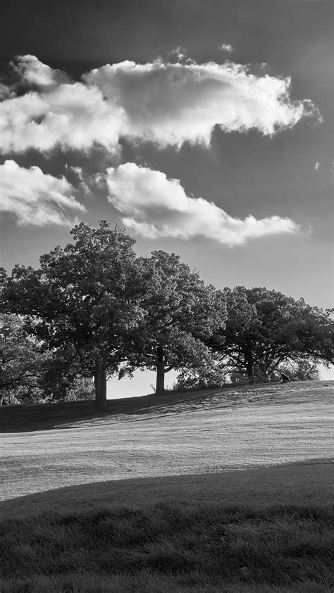 Black And White Trees Plain Grass Field Landscape Clouds Sky Background ...