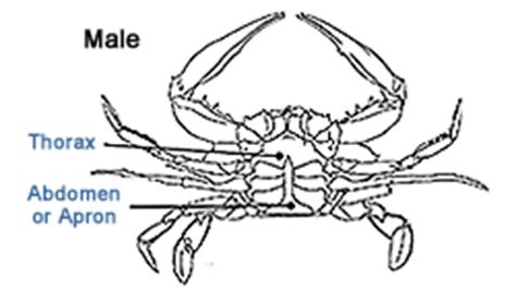 Louisiana Fisheries - Anatomy of a Blue Crab