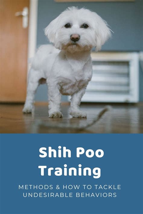 Top Shih Poo Haircuts (With Pictures!) & DIY Grooming Tips - Doodle Doods