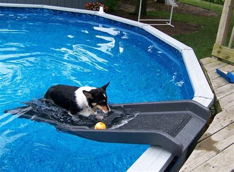 dogs pools - Yahoo Image Search Results | Dog pool ramp, Dog pool, Dog ramp