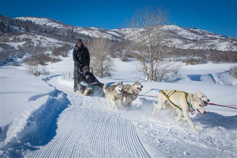 Dog Sledding | All Seasons Adventures | Park City Outdoor Guides