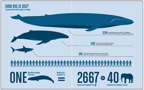 Blue Whales: Characteristics, threats and more, about the biggest creature ever