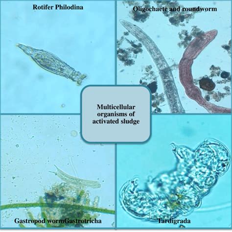 Some representatives of multicellular organisms in activated sludge | Download Scientific Diagram