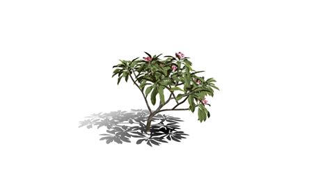 Realistic HD Frangipani tree (12/50) - Buy Royalty Free 3D model by ...