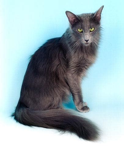 Oriental Longhair Cat Info, Temperament, Care, Training, Pictures