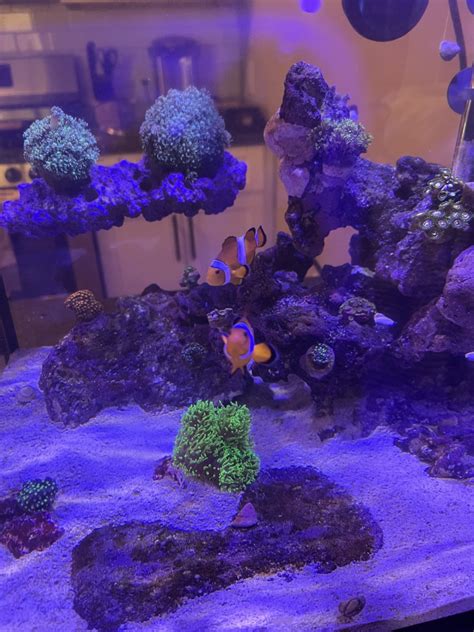 QUESTION OF THE DAY - The best corals for a nano tank! What corals do ...