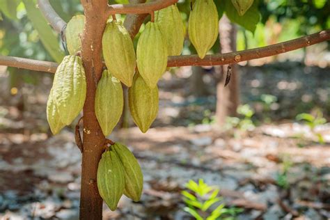 Cacao tree with cacao pods in a organic farm. 8370031 Stock Photo at ...