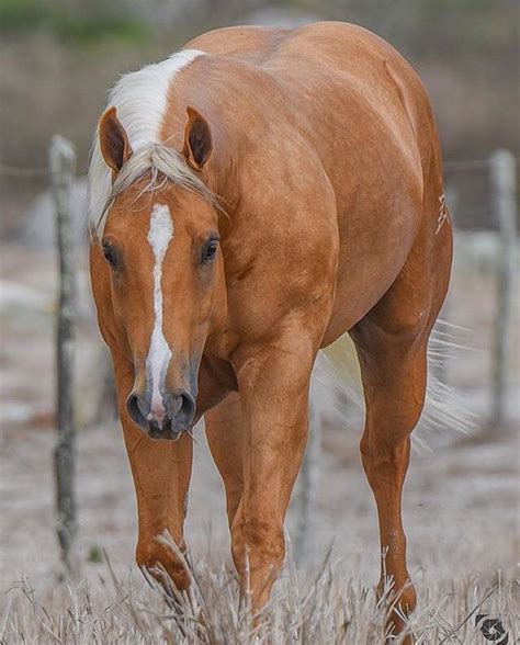 Pretty Palomino Palomino Horse, Andalusian Horse, Friesian Horse, Arabian Horses, Horse Dressage ...