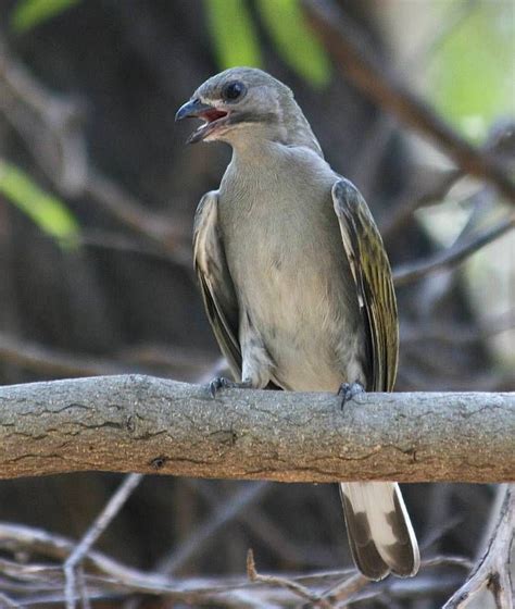 Lesser Honeyguide - BirdForum Opus | BirdForum