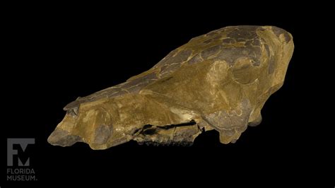 Fossil Peccary Skull (UF UF 48000) - 3D model by FloridaMuseum [09e7863 ...