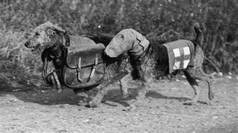 How The Military Used Dogs As Anti-Tank Weapons