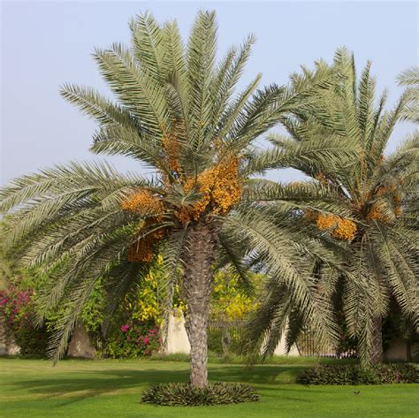 🍀 How to Grow and Care for Date palm