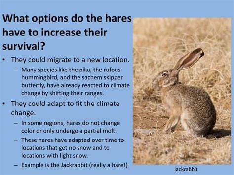 PPT - The Snowshoe Hare A Study in Adaptations and Climate Change ...