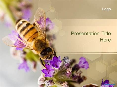 Bee Powerpoint Template