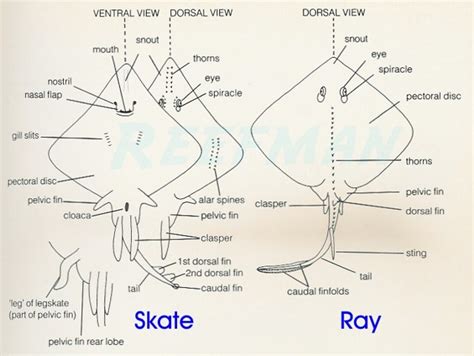 Stingray Anatomy submited images.