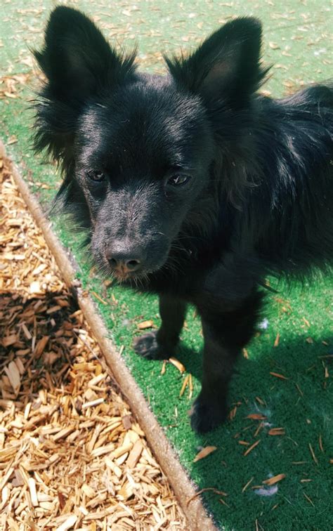 23+ Black Pomeranian Chihuahua Mix Puppies - l2sanpiero