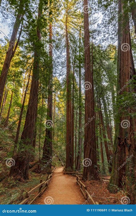 Hiking Trail Redwood Trees Forest Stock Image - Image of california ...