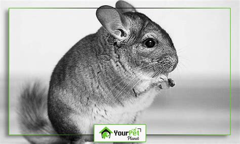 9 Different Chinchilla Colors, Traits (With Pictures) | Your Pet Planet