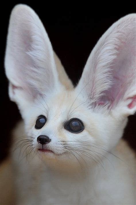 White Fennec Fox | Albino animals, Nature animals, Rare animals