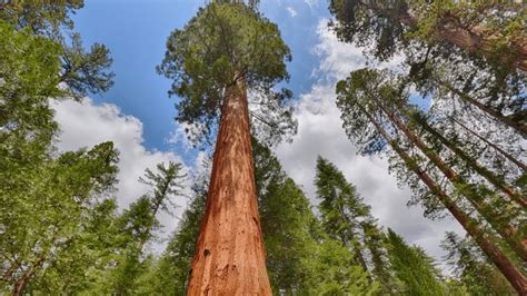 5 Amazing Facts about Giant Sequoia Trees - CRITTERFACTS