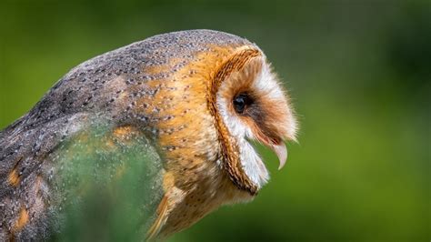 Do Owls Hoot During the Day? All You Need To Know I OwlsFact