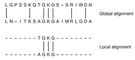 Sequence Alignment- Definition, Types, Methods, Uses