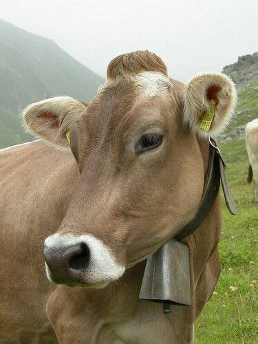 Brown Swiss | Cow calf, Cow, Cute cows